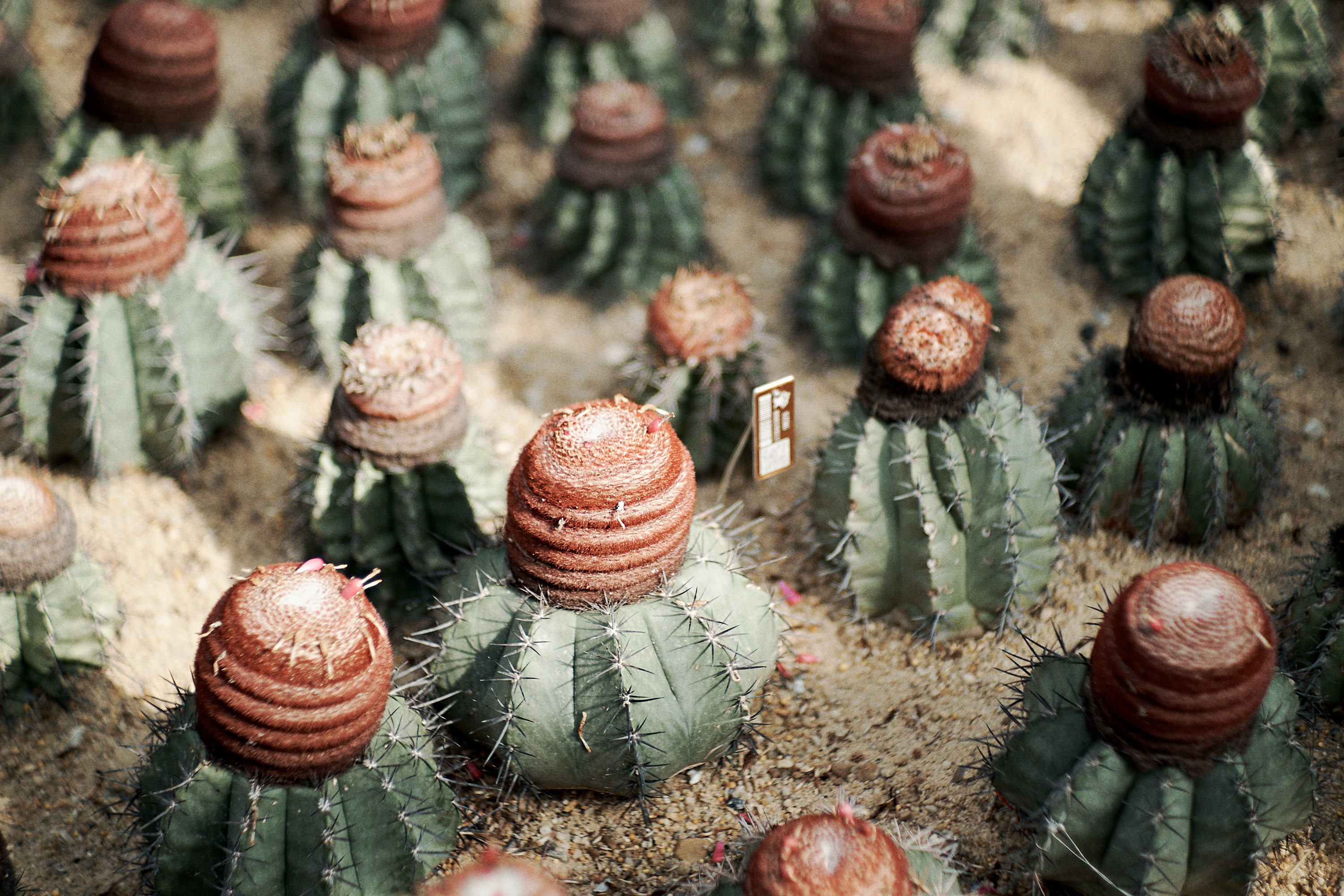 Shenzhen Fairy Lake Botanical Garden Cactus Greenhouse