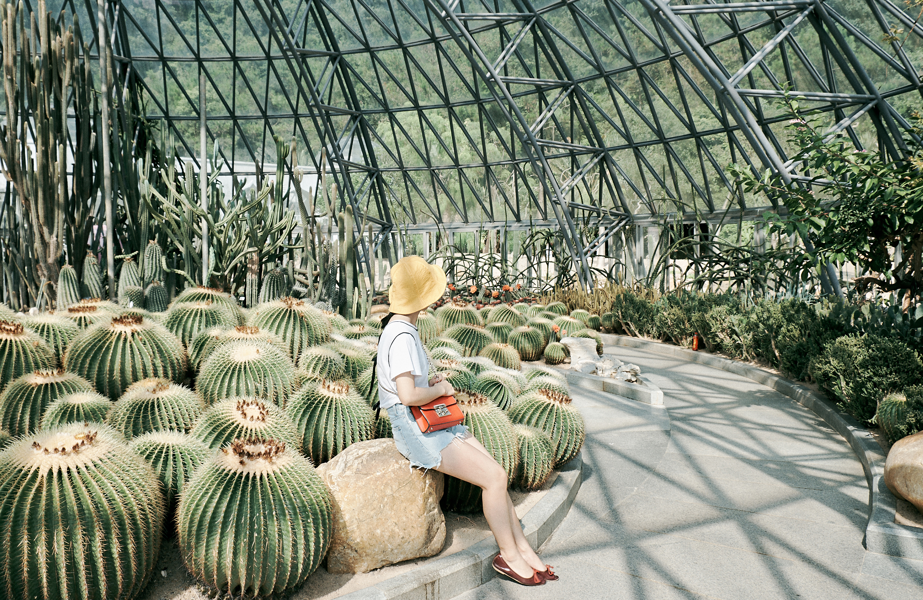 Shenzhen Fairy Lake Botanical Garden Cactus Greenhouse