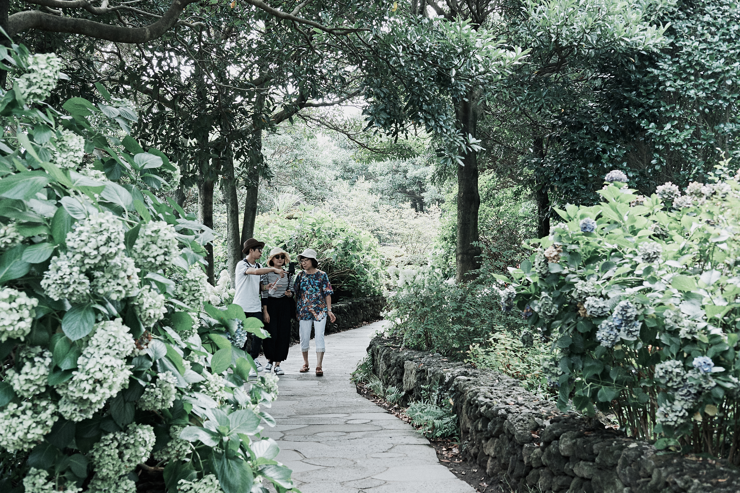 Jeju Camellia Hill 14