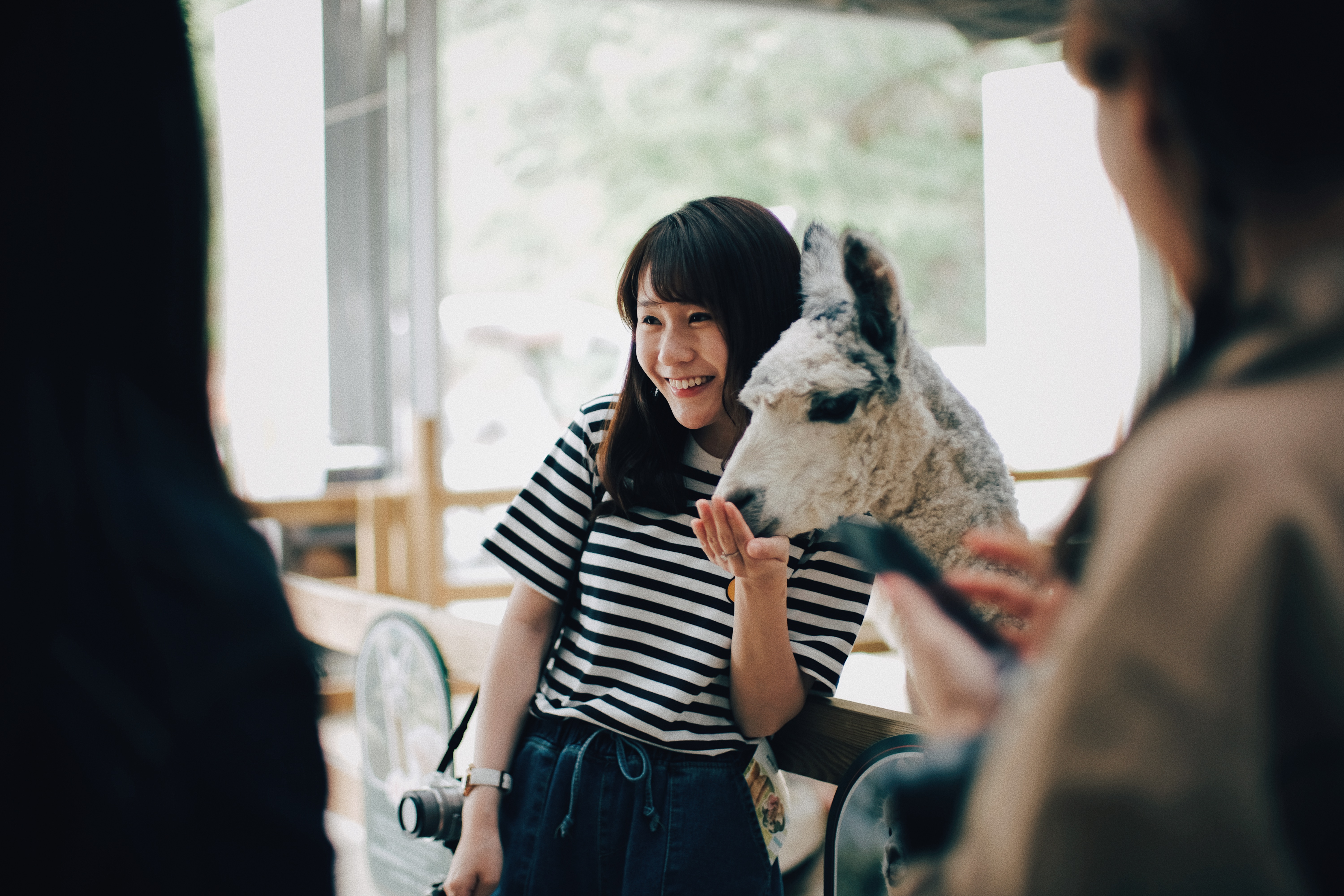 Photographer | Alpaca World South Korea