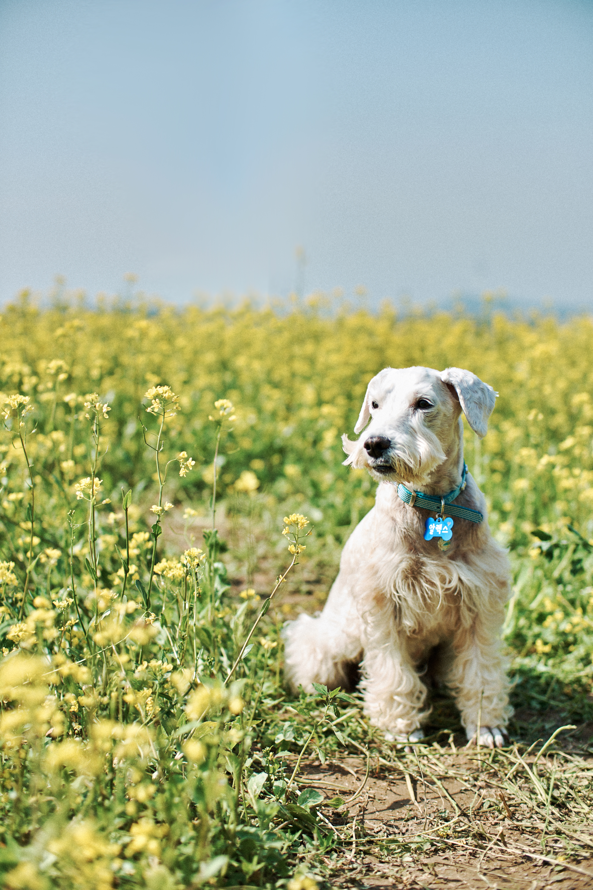 Pet dog photographer in Seoul South Korea
