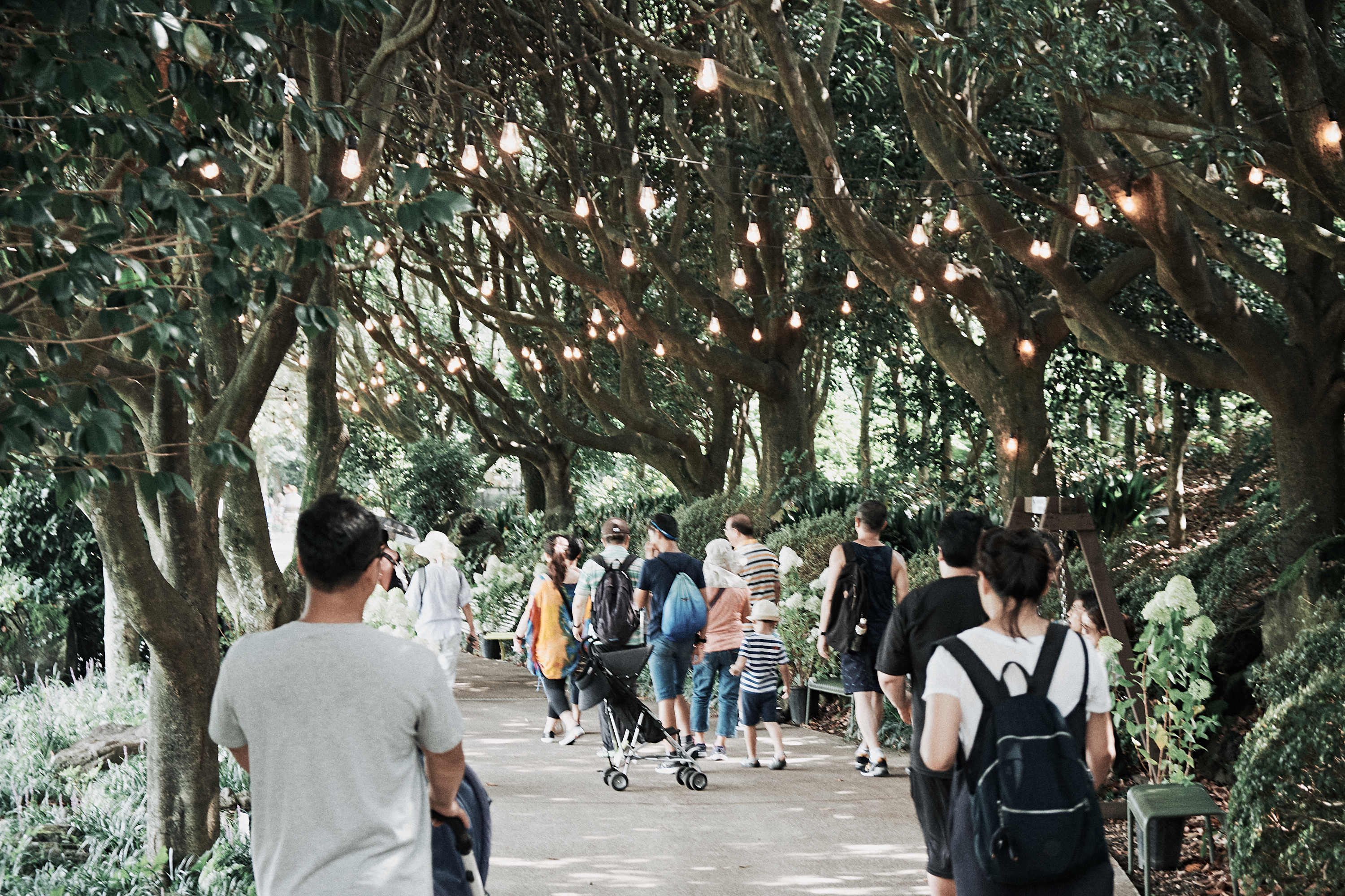 Jeju Camellia Hill 1