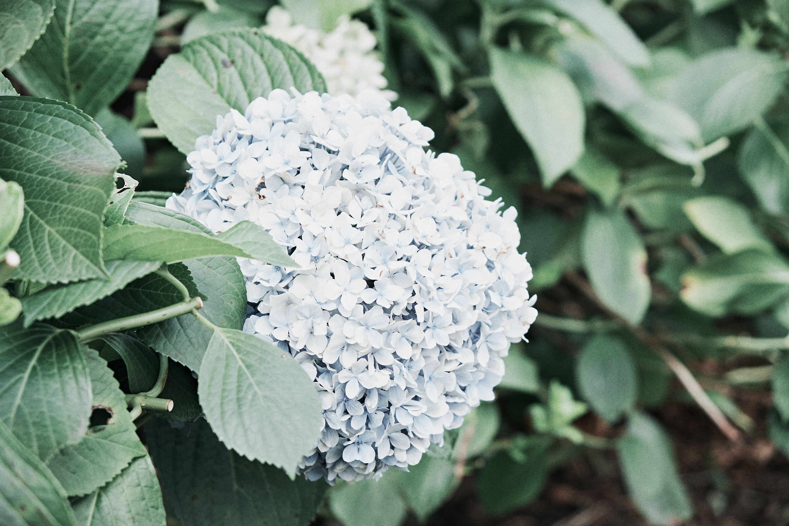 Jeju Camellia Hill 9