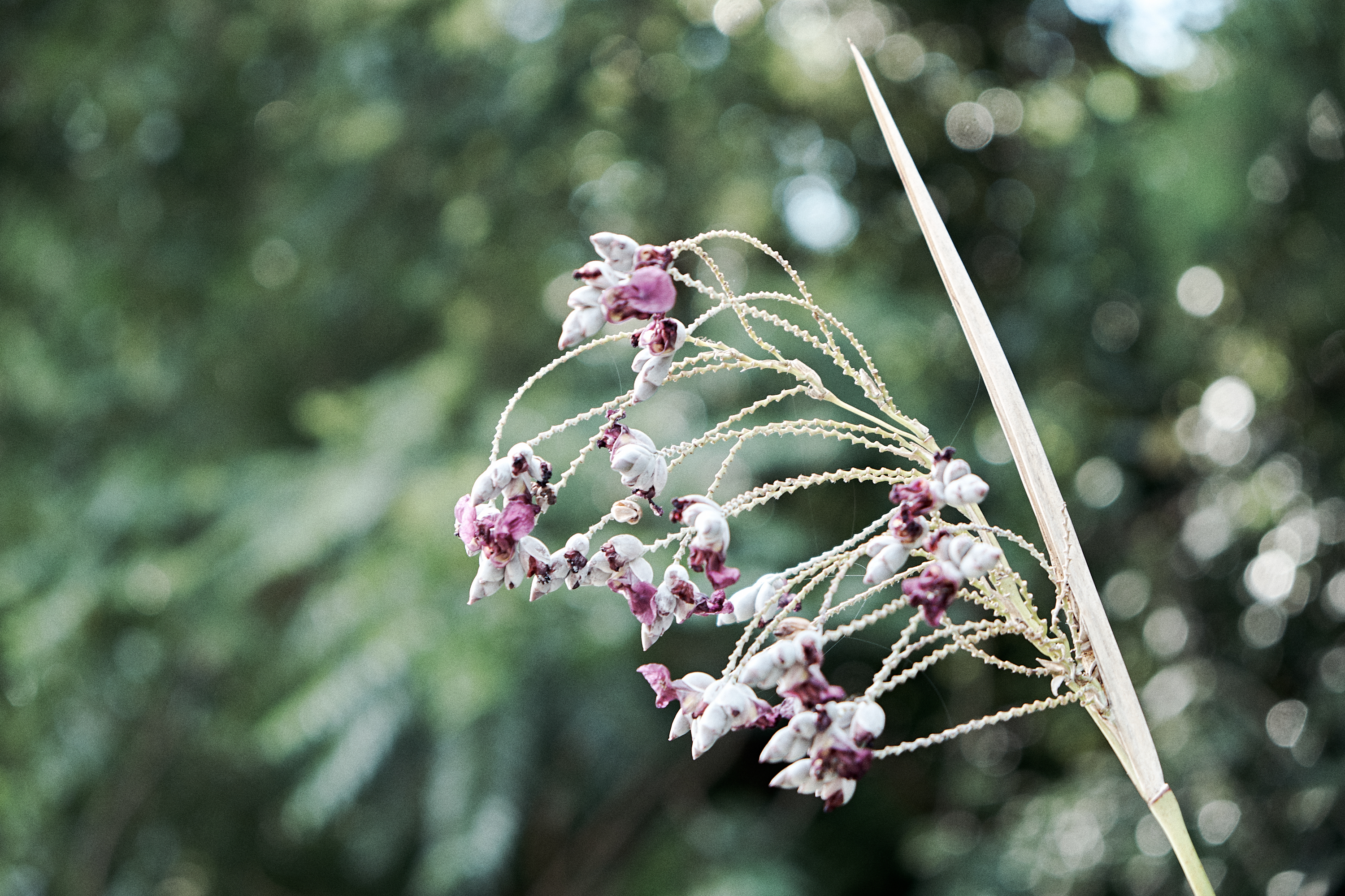 Shenzhen Fairy Lake Botanical Garden