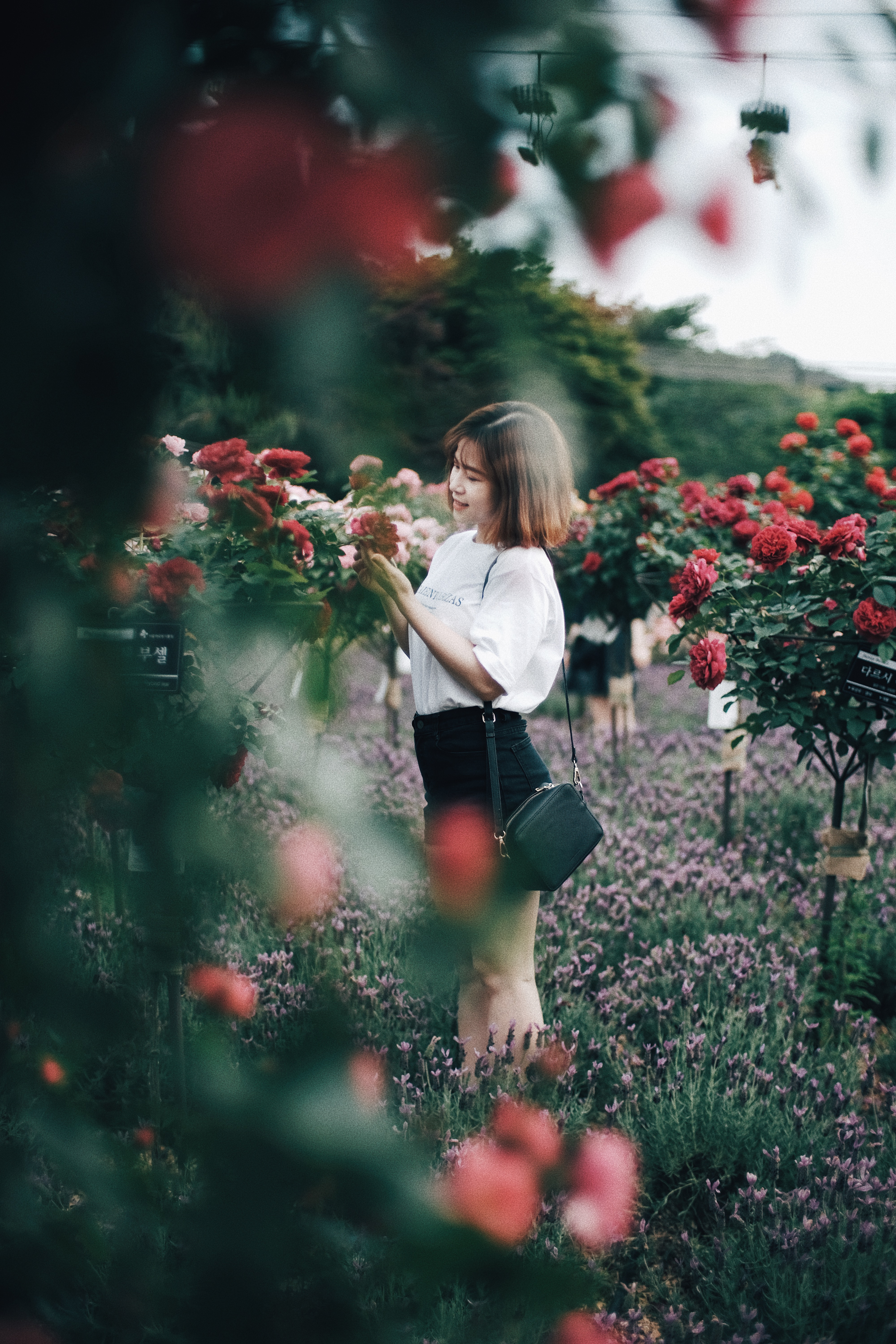 Photographer | Seoul Grand Park Rose Festival 2018 South Korea