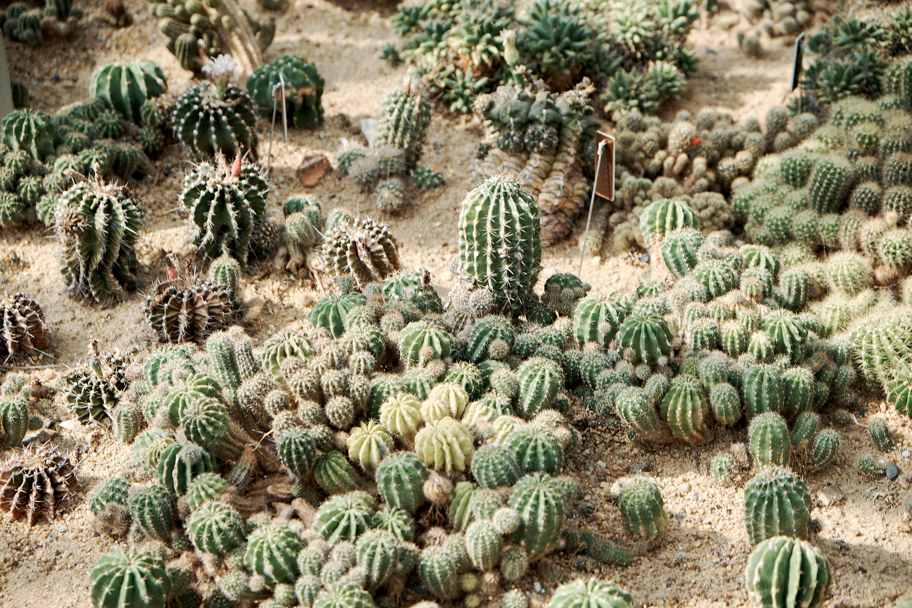 Shenzhen Fairy Lake Botanical Garden