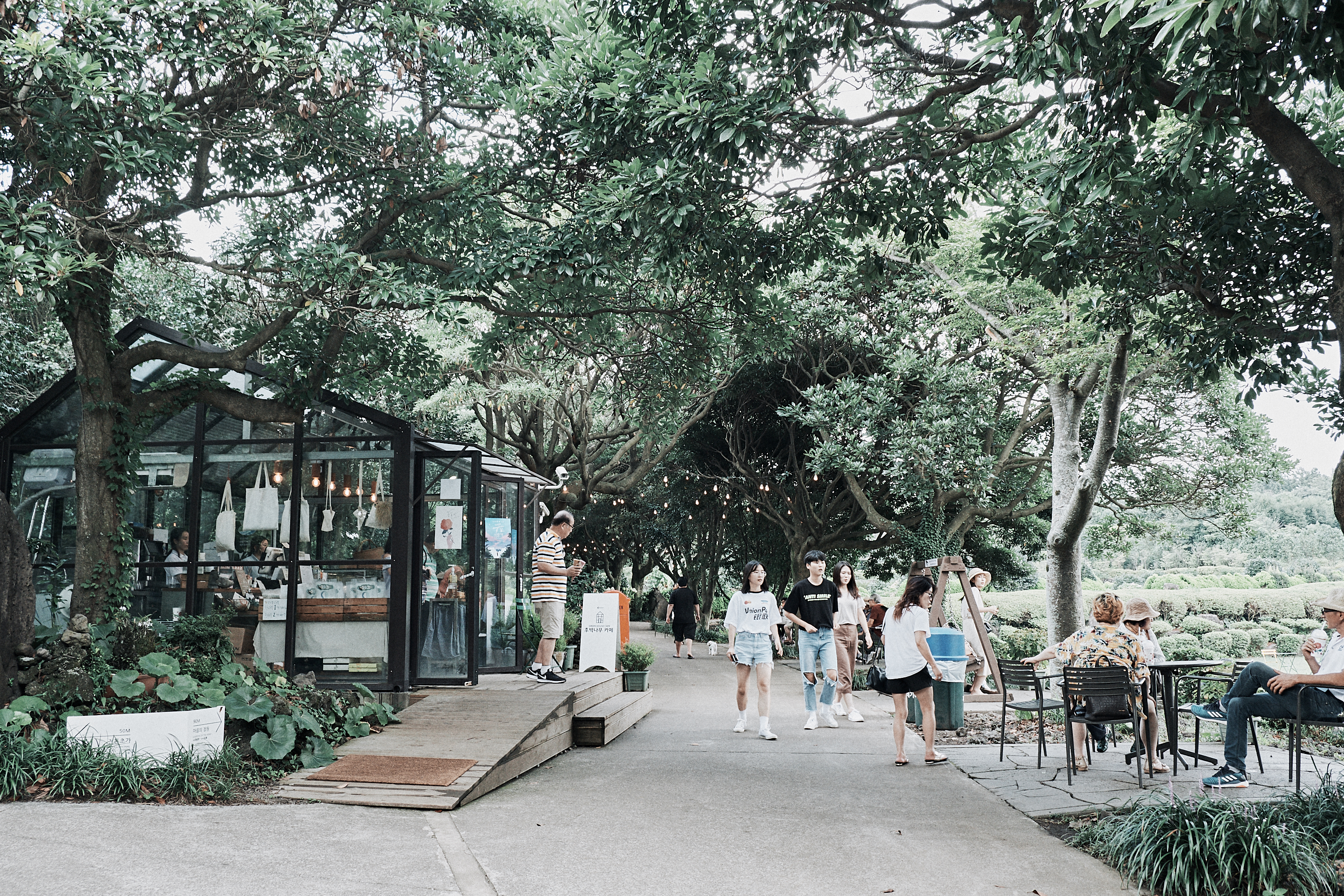 Jeju Camellia Hill 3