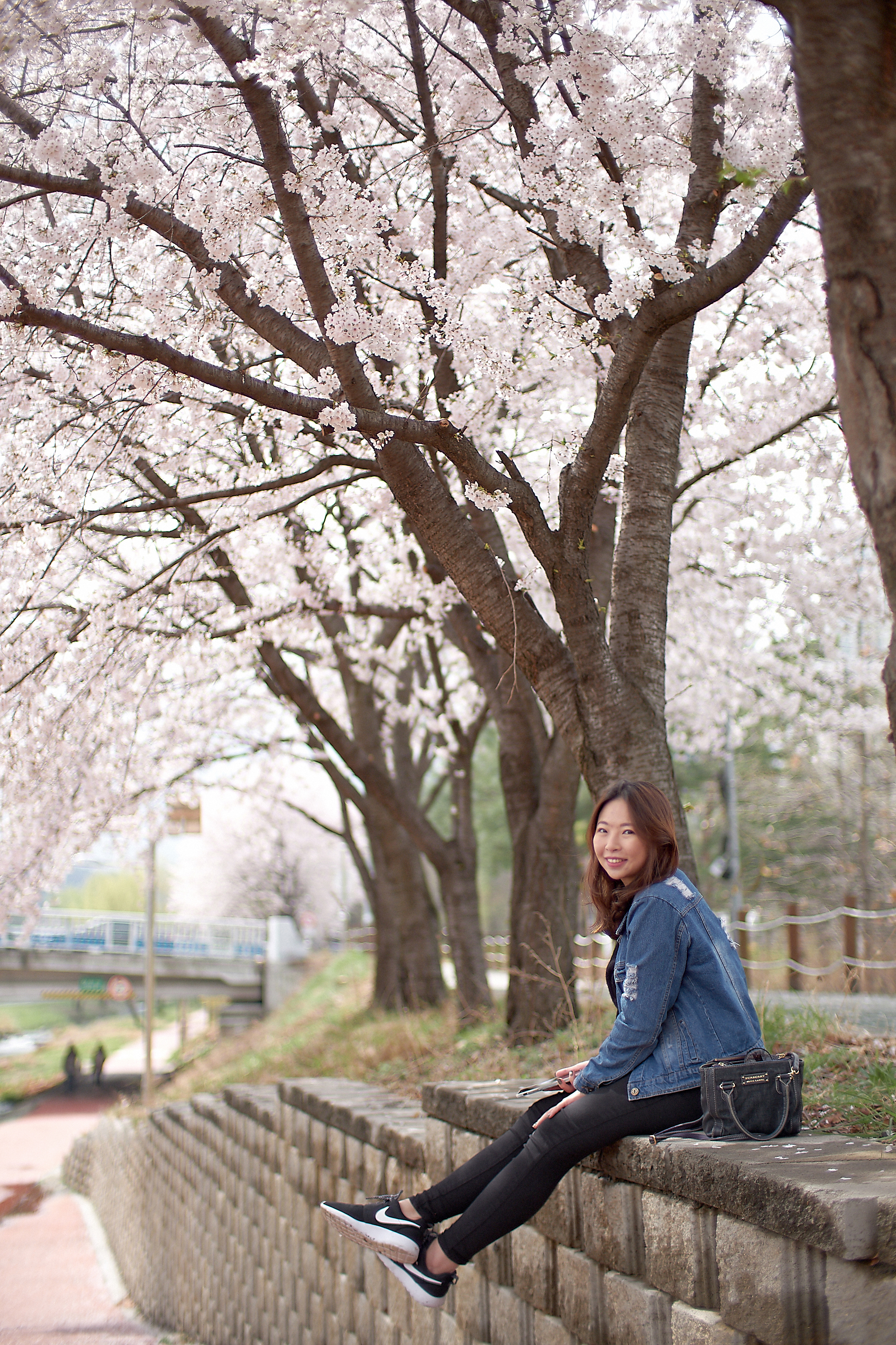 Photographer | Cherry blossom at Yangjaecheon Seoul South Korea