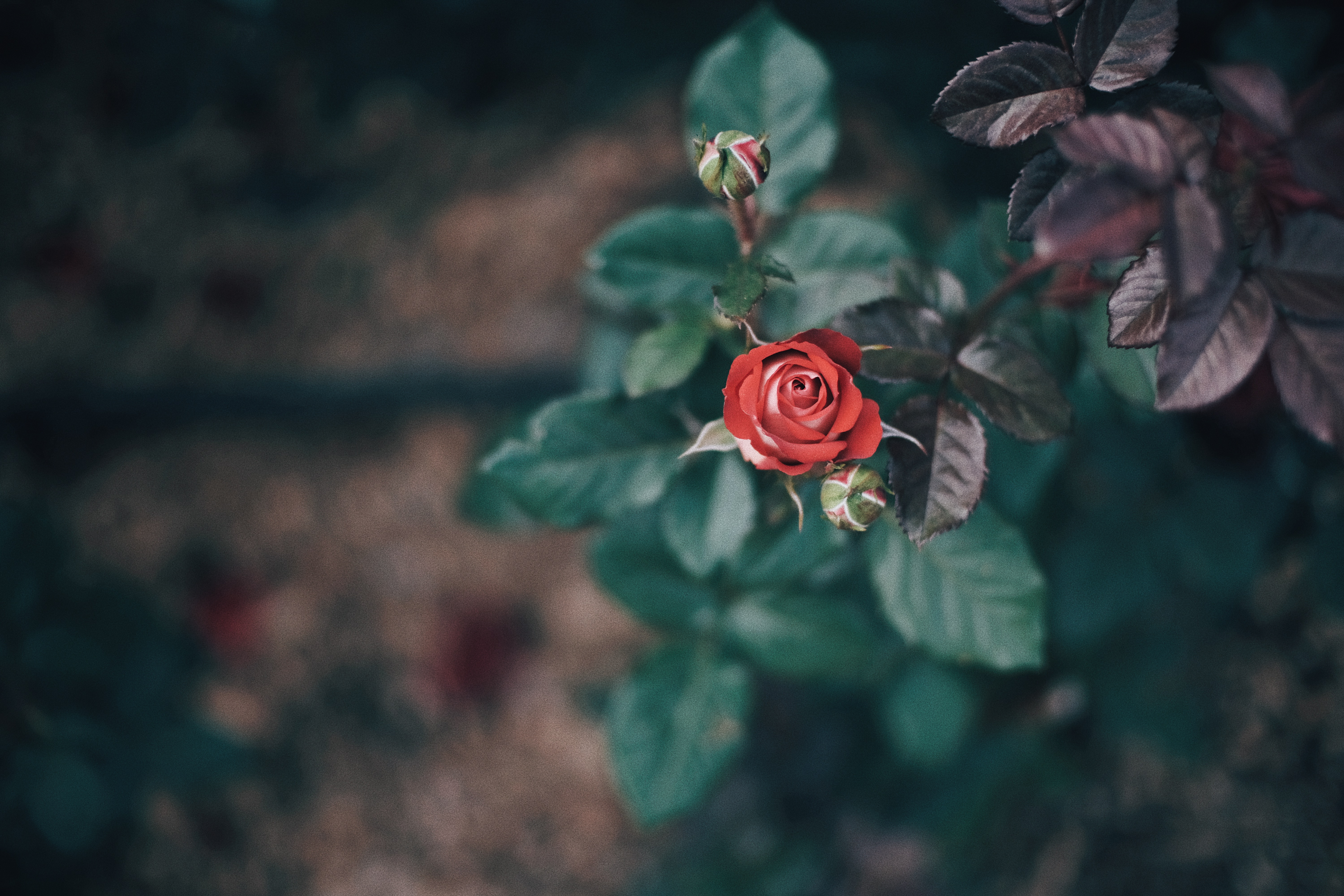 Photographer | Seoul Grand Park Rose Festival 2018 South Korea