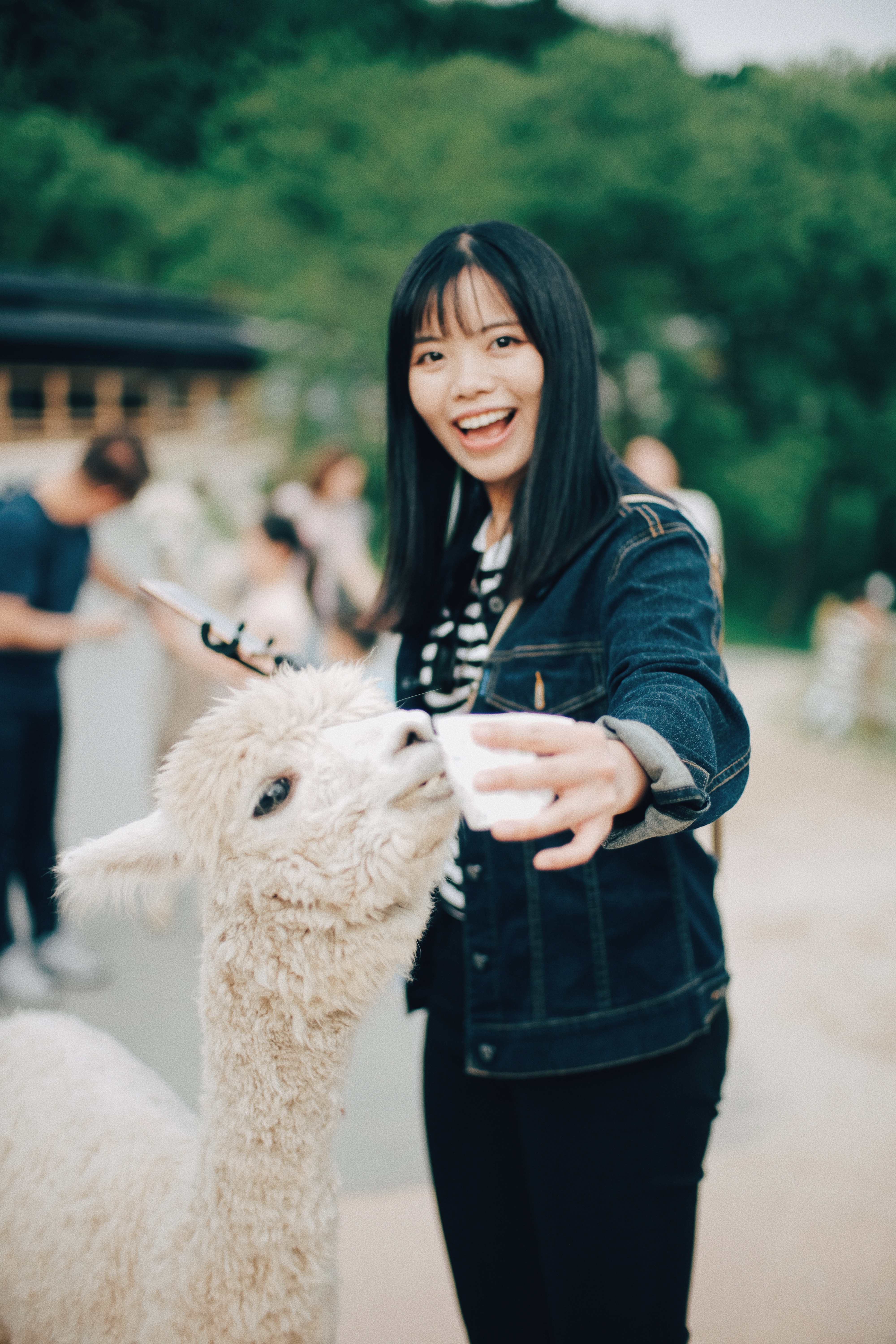 Photographer | Alpaca World South Korea