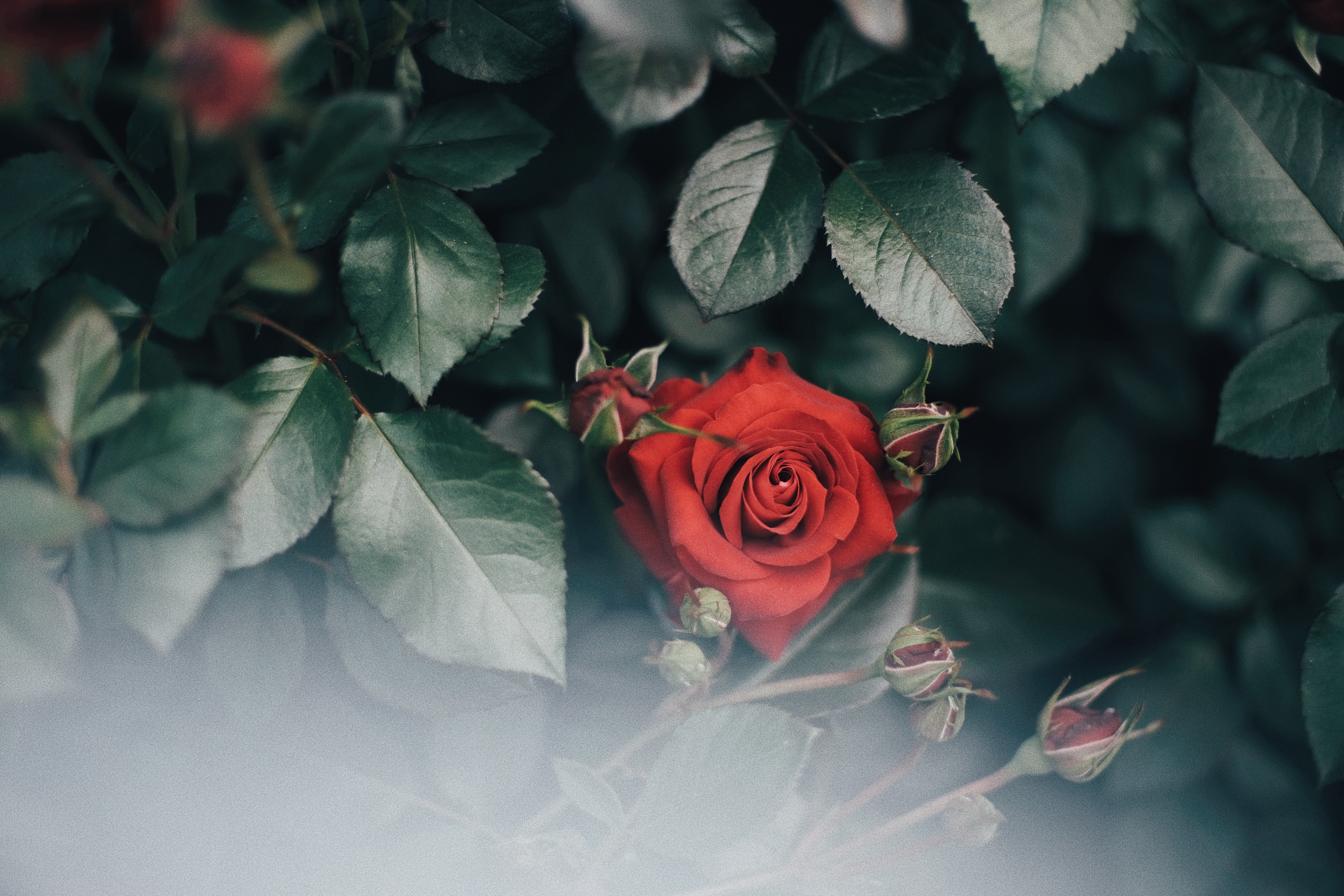 Photographer | Seoul Grand Park Rose Festival 2018 South Korea