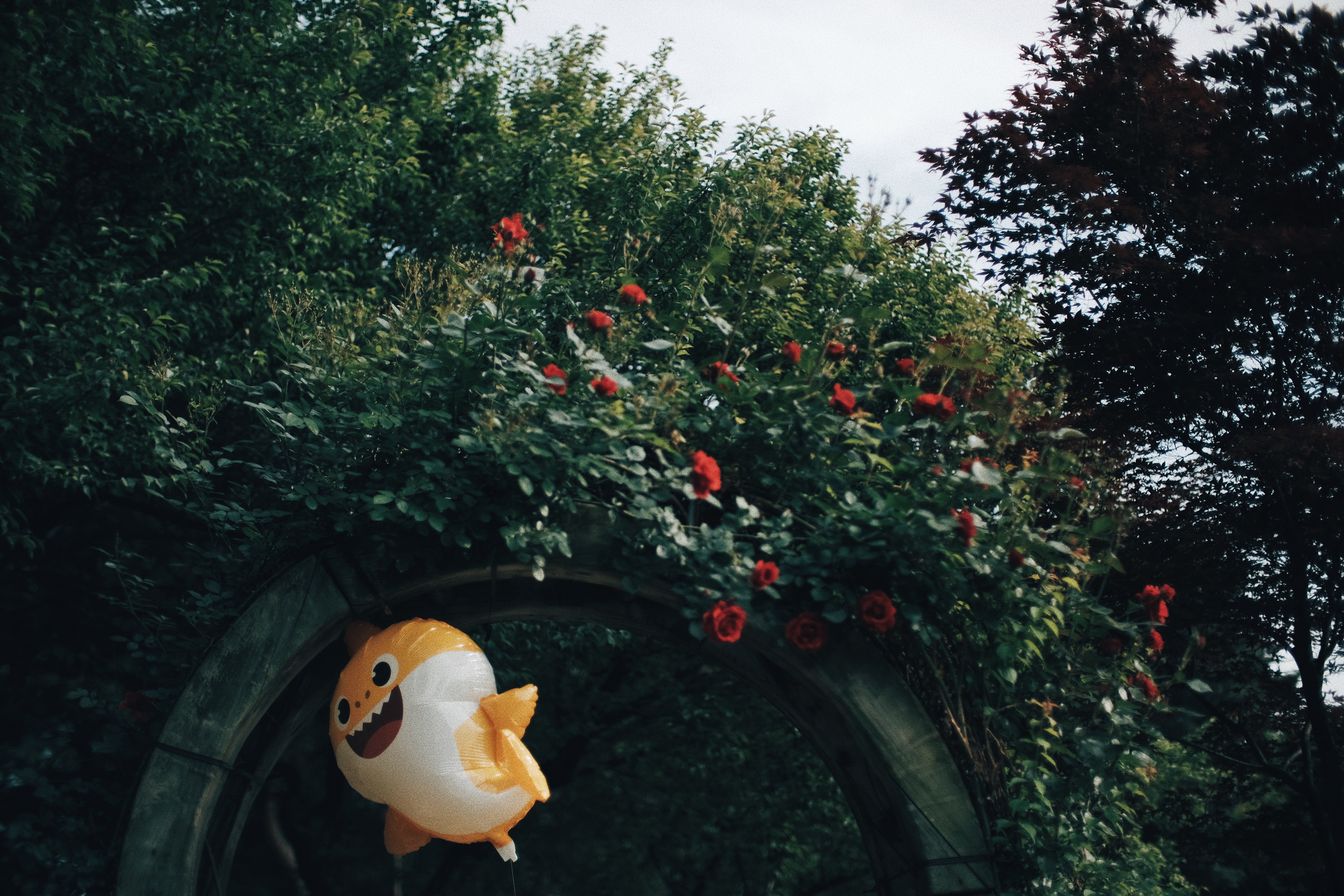 Photographer | Seoul Grand Park Rose Festival 2018 South Korea