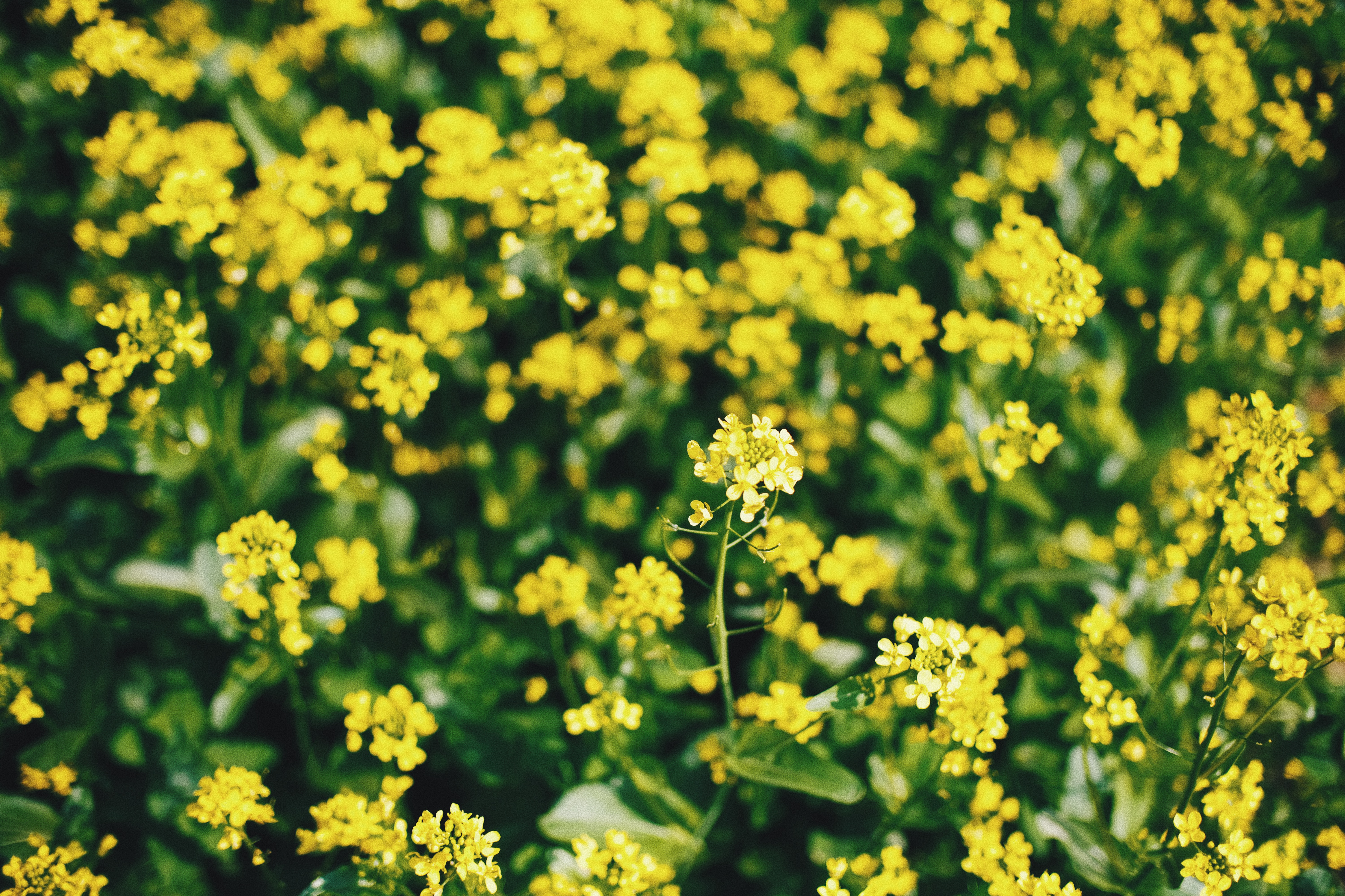 Photographer | Seoraeseom Seoul South Korea