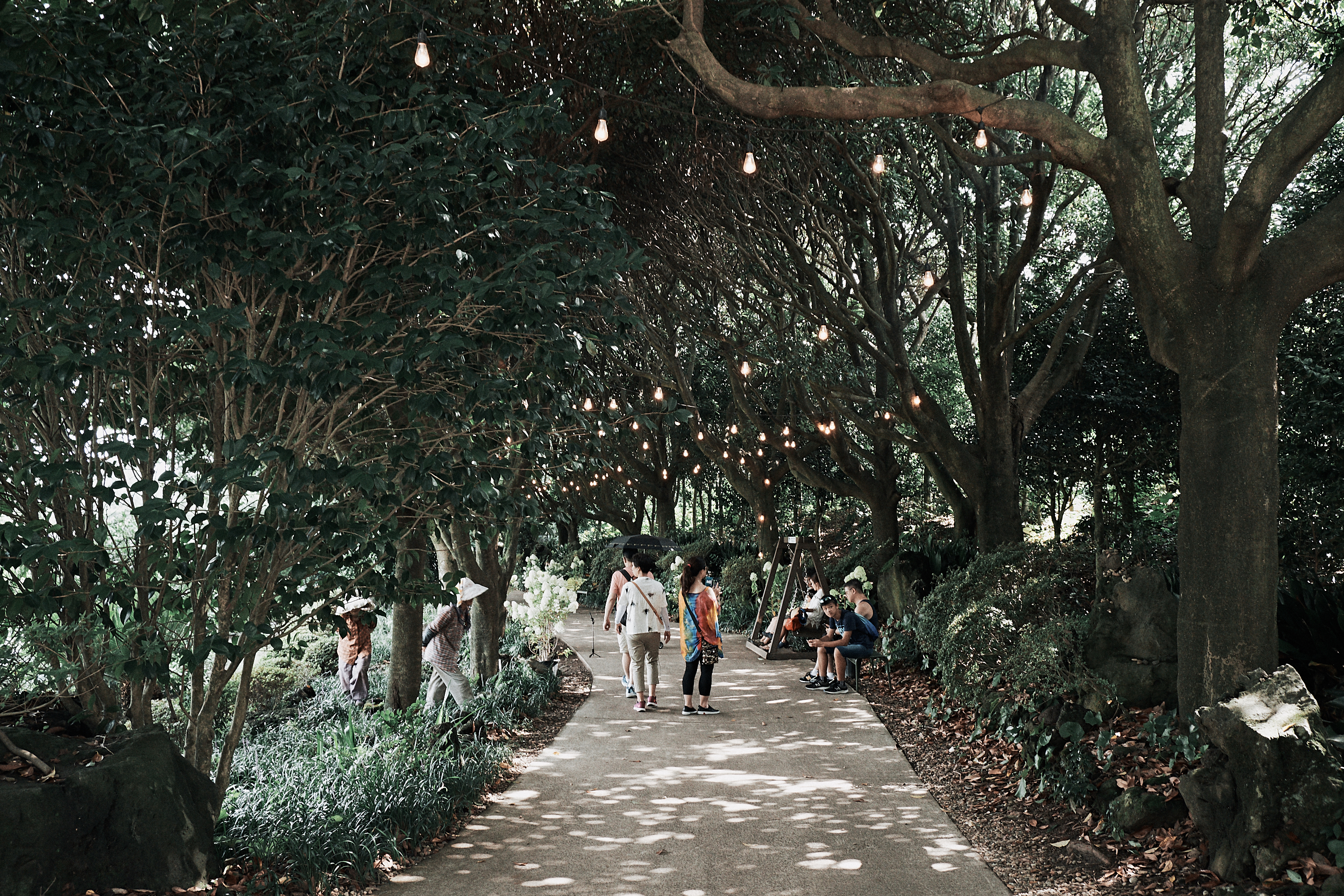 Jeju Camellia Hill 10