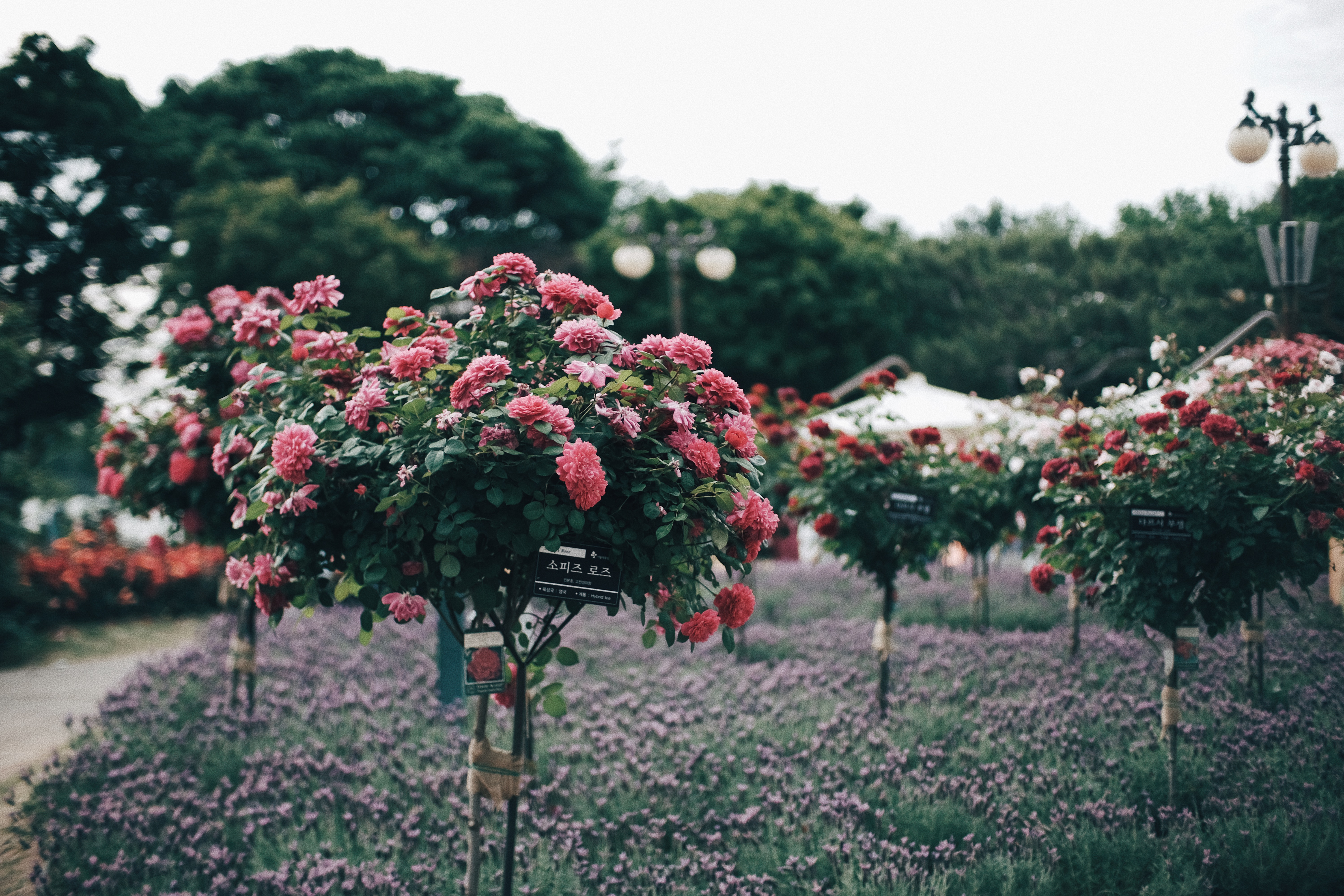 Photographer | Seoul Grand Park Rose Festival 2018 South Korea