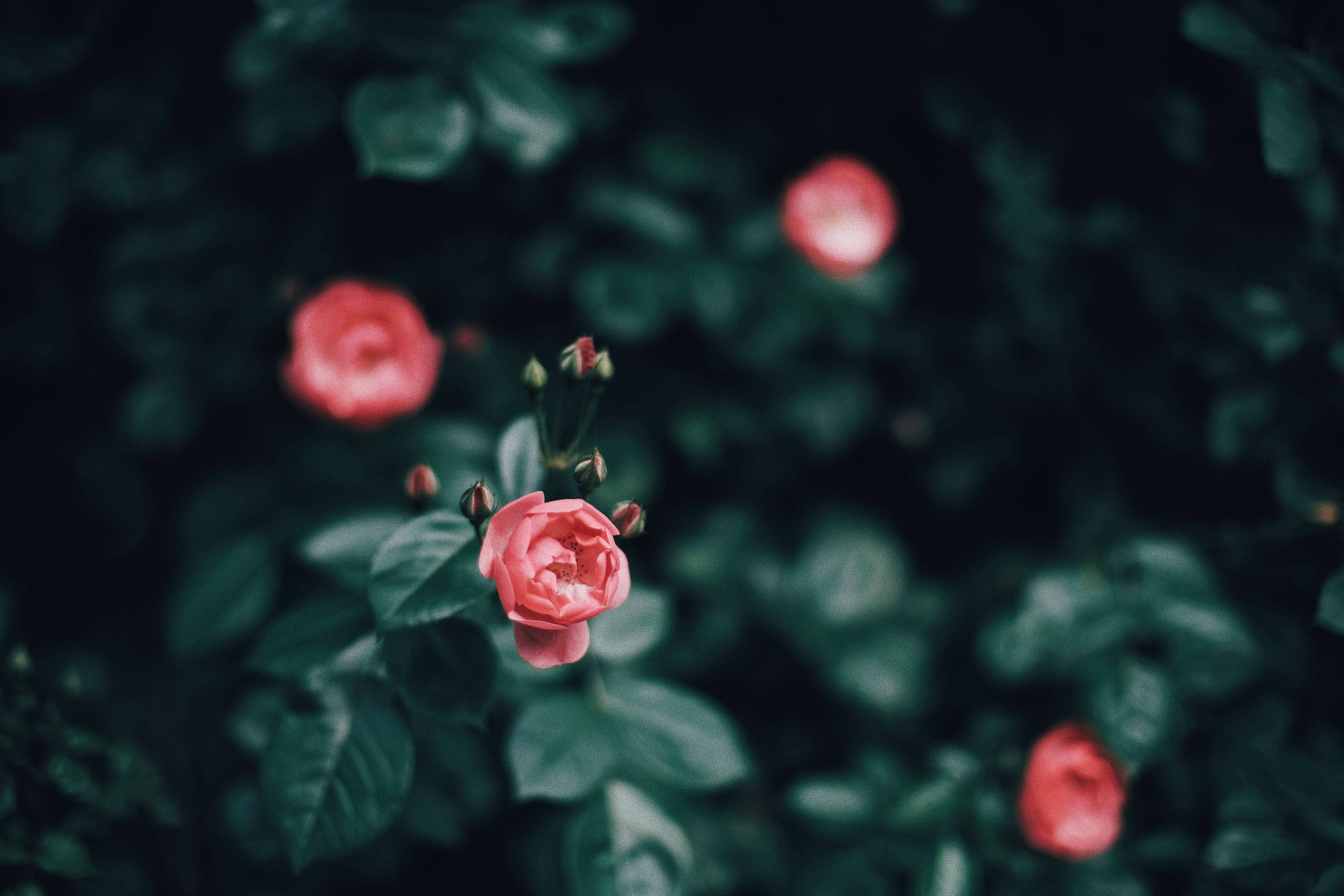 Photographer | Seoul Grand Park Rose Festival 2018 South Korea