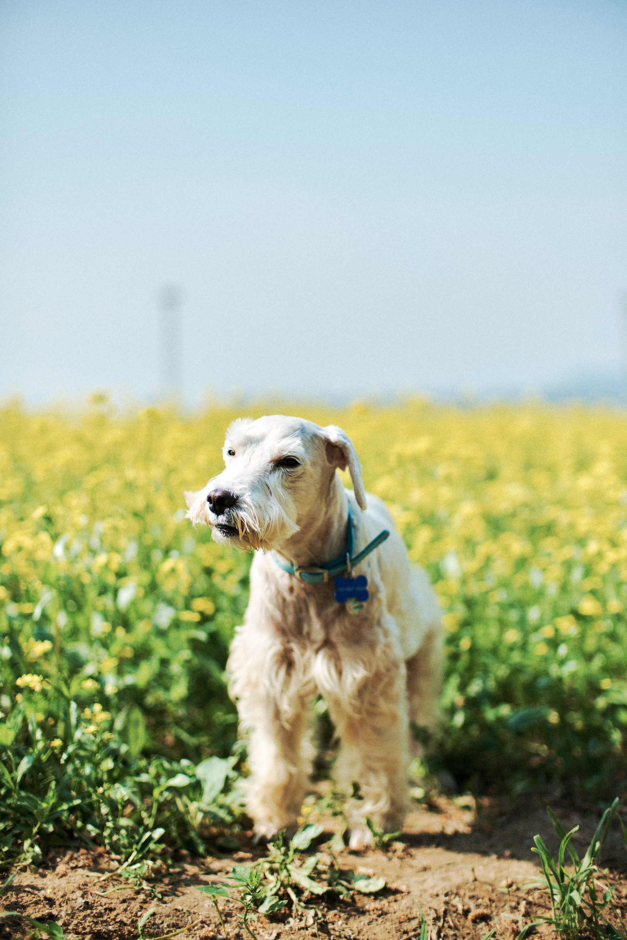 Pet dog photographer in Seoul South Korea
