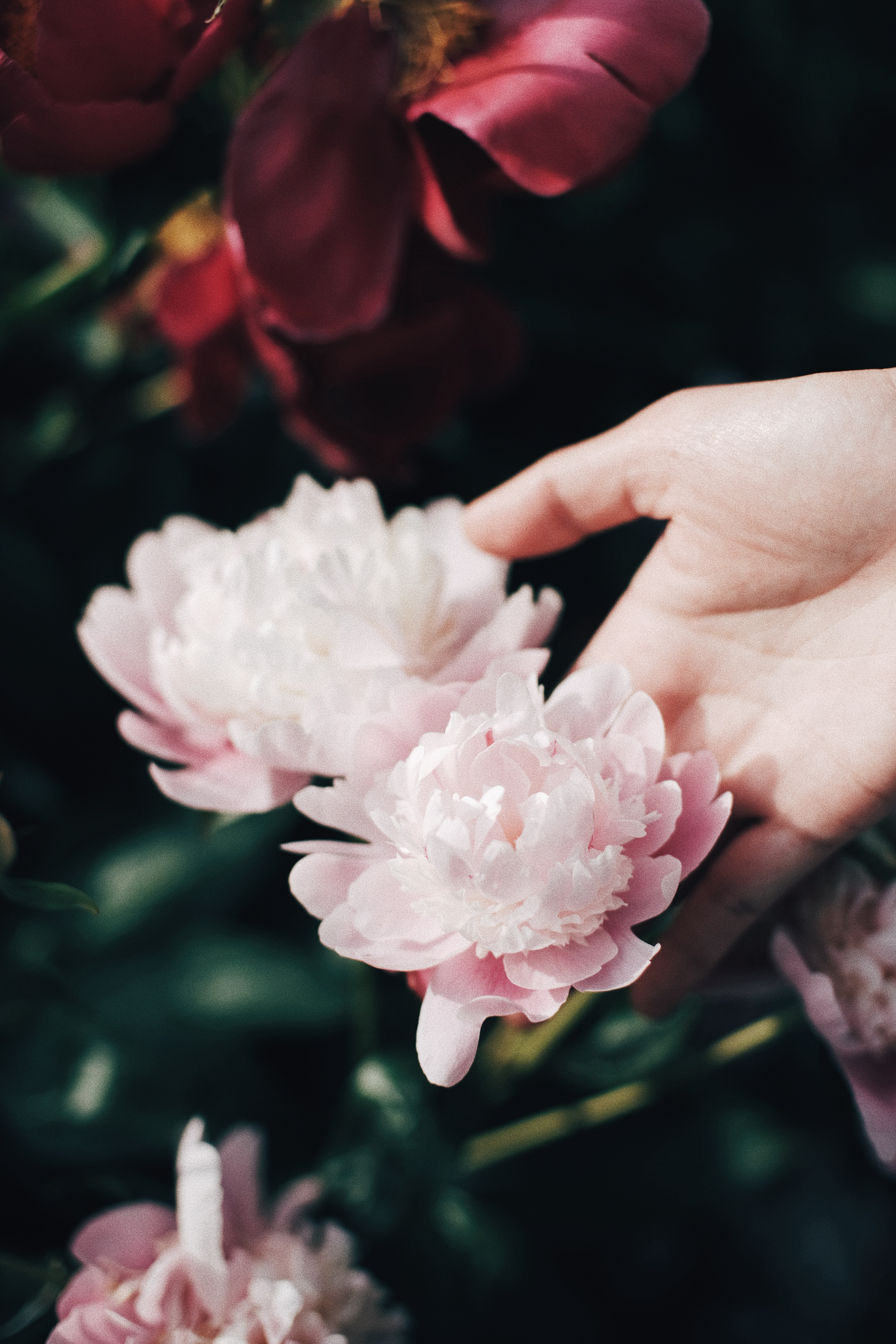 Photographer | Seoul Grand Park Rose Festival 2018 South Korea